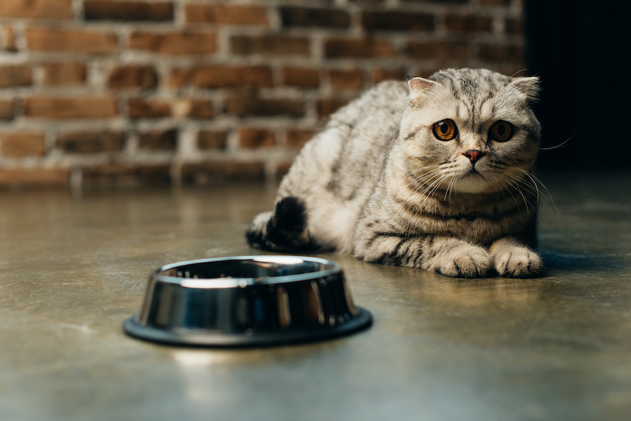кошка, миска, кухня, рвота, Ветеринарная клиника доктора Ярошенко